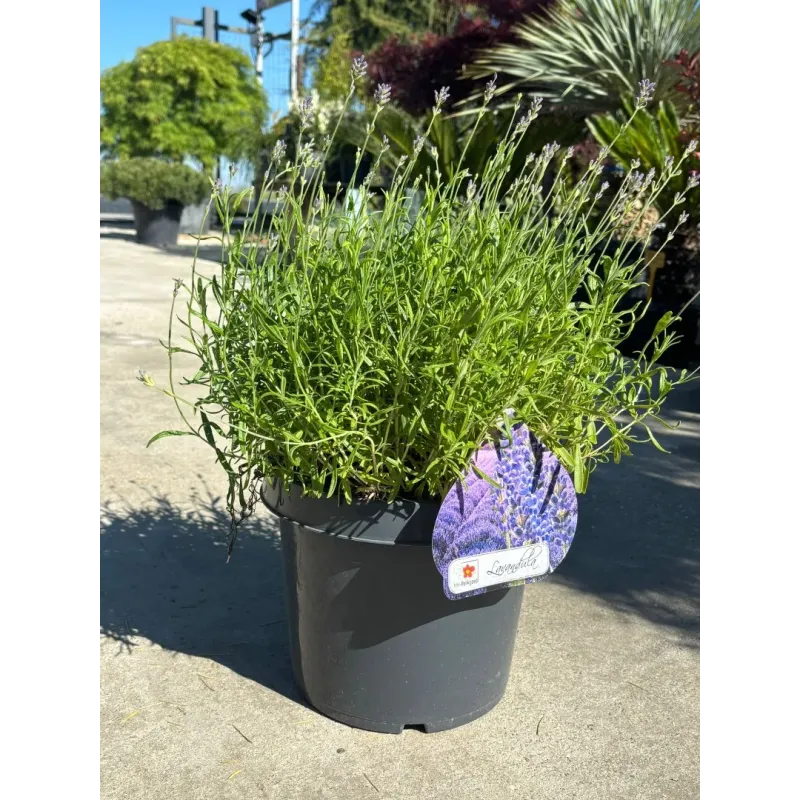 Lavanda mare 