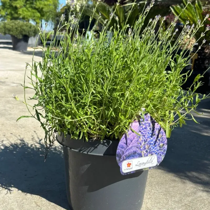 Lavanda mare 