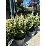Euonymus Himalaya 