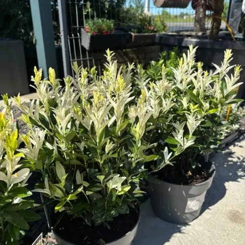Euonymus japonicus Himalaya, 20/40cm 