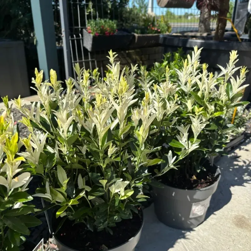Euonymus Himalaya 