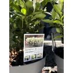 Euonymus Himalaya 