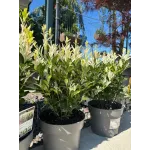 Euonymus Himalaya 