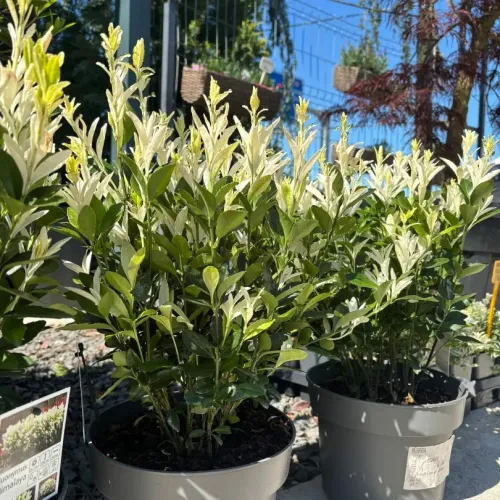 Euonymus japonicus Himalaya, 20/40cm 
