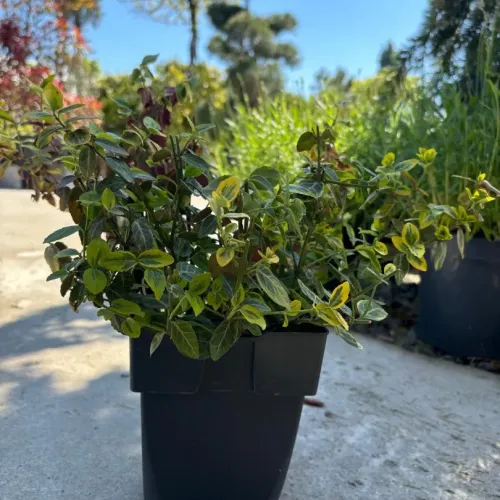 Euonymus fortunei Emerald Gold , 20/40 cm