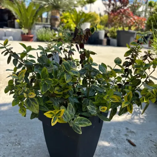 Euonymus fortunei Emerald Gold , 20/40 cm