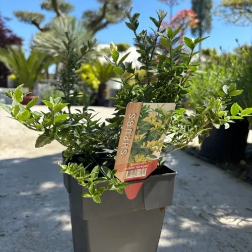 Euonymus fortunei Golden Harlequin, 20/40 cm