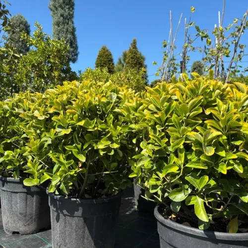 Euonymus japonicus 'Elegantissimus Aureus' Bila , 30/40