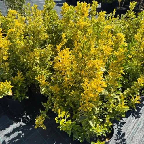 Euonymus Japonicus Elegant Aureus , 40/60 cm