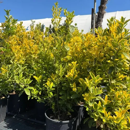 Euonymus Japonicus Elegant Aureus , 40/60 cm