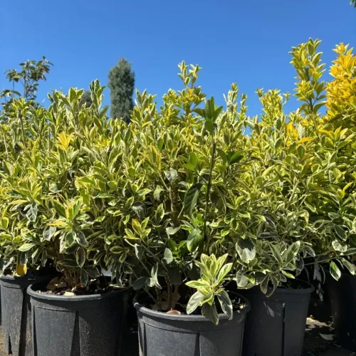 Euonymus japonicus "Bravo" , 40/60 cm