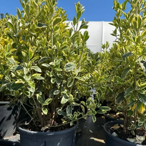 Euonymus japonicus "Bravo" , 40/60 cm