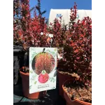 Berberis red rocket , 40/60 cm