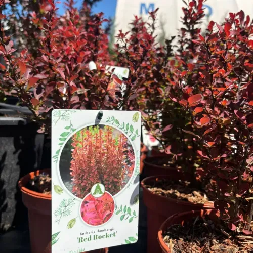 Berberis Red Rocket , 40/60 cm