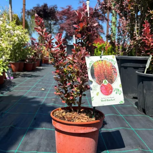 Berberis Red Rocket , 40/60 cm