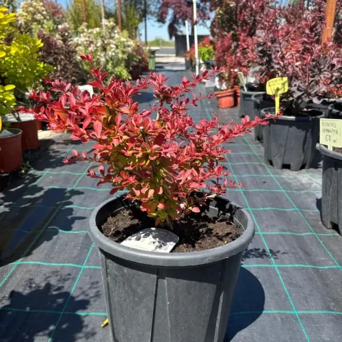 Berberis Red Carpet , 40/60 cm