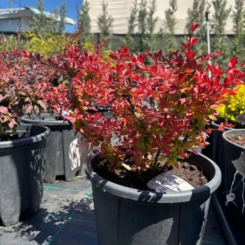 Berberis Red Carpet , 40/60 cm Berberis Red Carpet , 40/60 cm