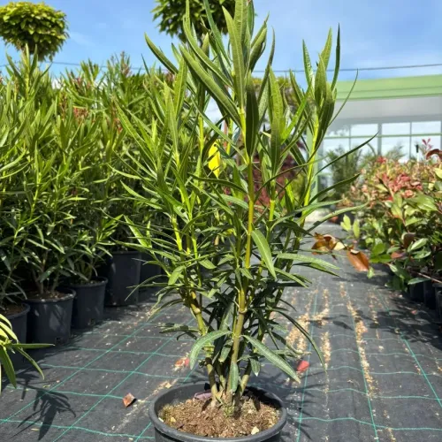 Nerium Oleander 40/60 cm - Leandru Mic 