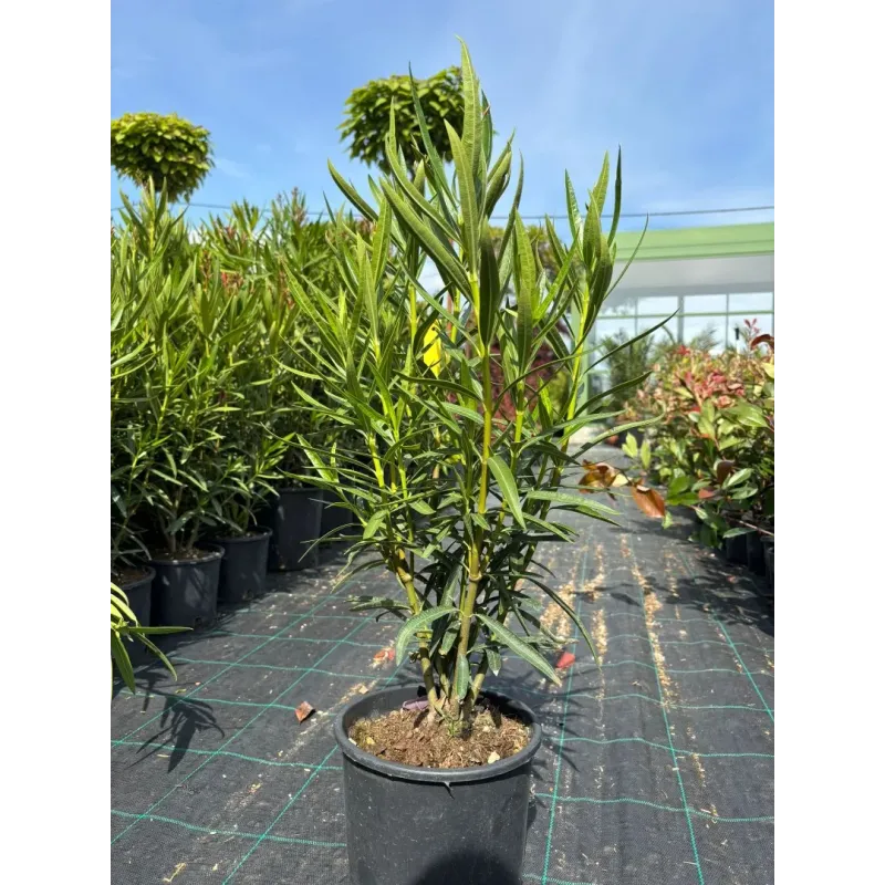 Nerium Oleander 40/60 cm - Leandru Mic 
