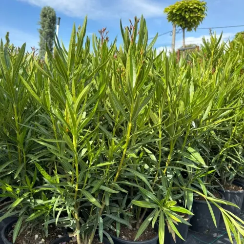 Nerium Oleander 40/60 cm - Leandru Mic 