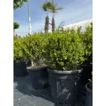 Buxus mycrophylla Faulkner 