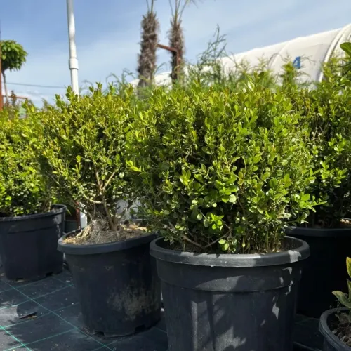 Buxus mycrophylla Faulkner 