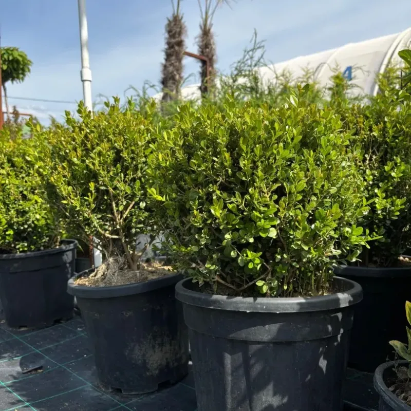 Buxus mycrophylla Faulkner 