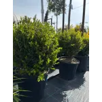 Buxus mycrophylla Faulkner 