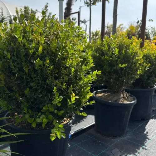 Buxus mycrophylla Faulkner 