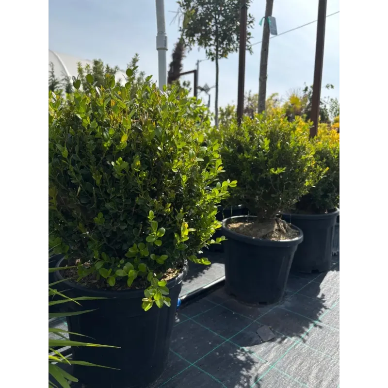 Buxus mycrophylla Faulkner 