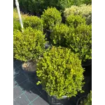 Buxus mycrophylla Faulkner 