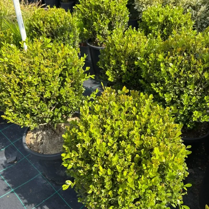 Buxus mycrophylla Faulkner 