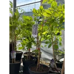Wisteria Sinensis (Glicina) Mov, 90+ cm inaltime