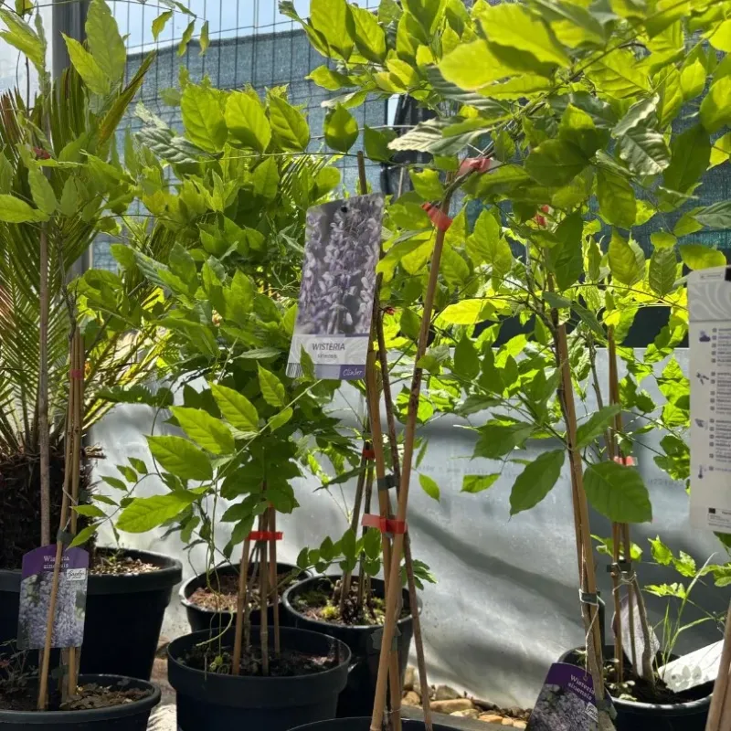 Wisteria Sinensis (Glicina) Mov, 90+ cm inaltime