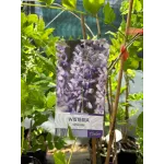 Wisteria Sinensis (Glicina) Mov, 90+ cm inaltime
