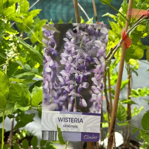 Wisteria Sinensis (Glicina) Mov, 90+ cm inaltime