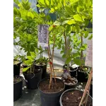 Wisteria Sinensis (Glicina) Mov, 90+ cm inaltime