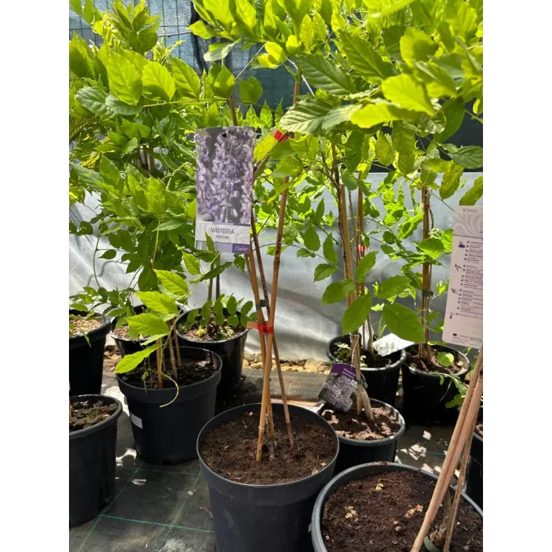 Wisteria Sinensis (Glicina) Mov, 90+ cm inaltime