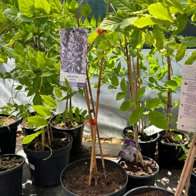 Wisteria Sinensis (Glicina) Mov, 90+ cm inaltime
