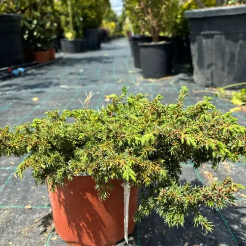 Ienupar - Juniperus Green Carpet 20-30 cm