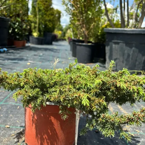 Ienupar - Juniperus Green Carpet 20-30 cm