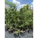 Chiparos Leylandia, ghiveci 5 L, h 80-100 cm