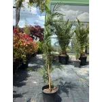 Chiparos Leylandia, ghiveci 5 L, h 80-100 cm