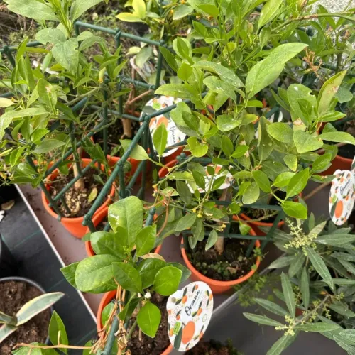 Citrus Micro Calamondin 'Oriana' 14cm Citrus Micro Calamondin 'Oriana' 14cm