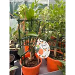 Citrus Micro Calamondin 'Oriana' 14cm Citrus Micro Calamondin 'Oriana' 14cm