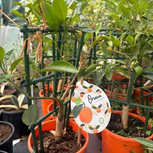 Citrus Micro Calamondin 'Oriana' 14cm