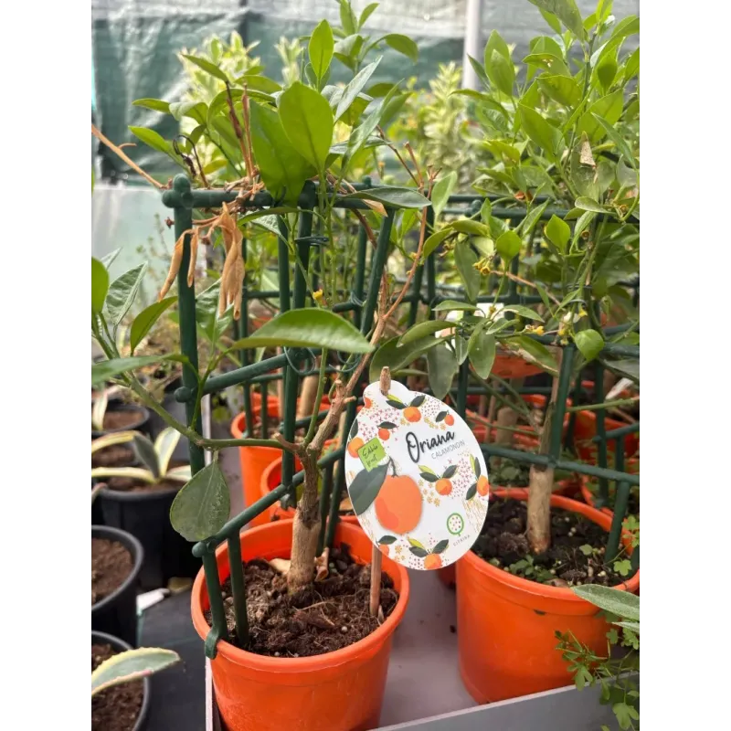 Citrus Micro Calamondin 'Oriana' 14cm Citrus Micro Calamondin 'Oriana' 14cm