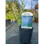 Salvie ruseasca Perovskia Blue Spire 40cm