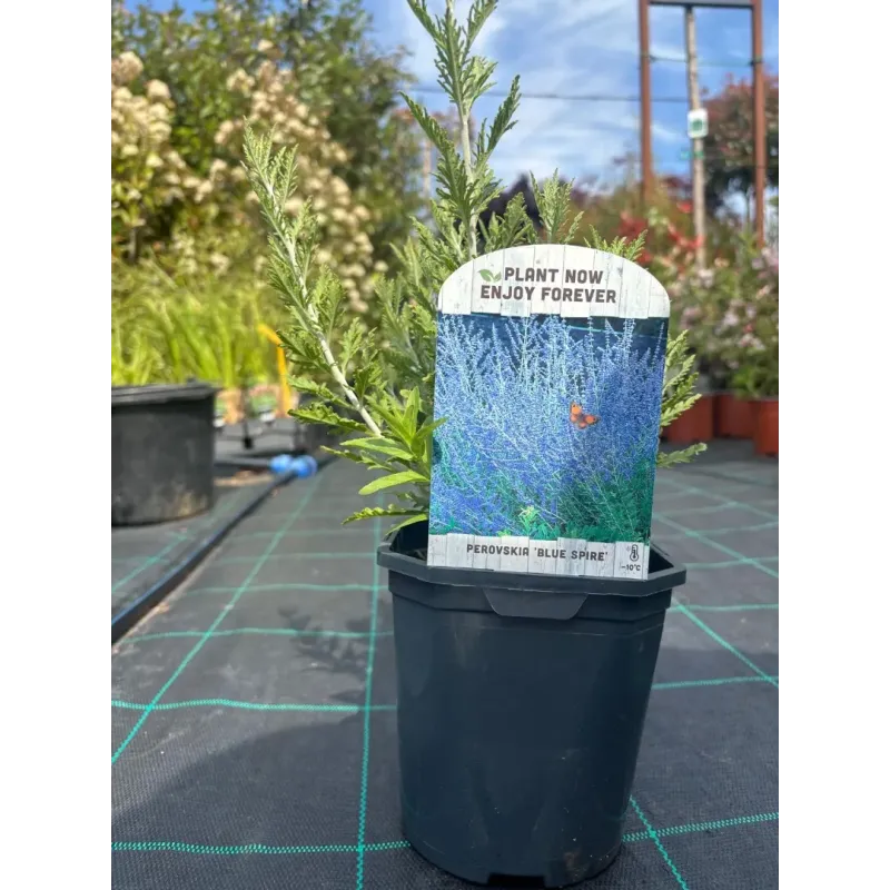 Salvie ruseasca Perovskia Blue Spire 40cm