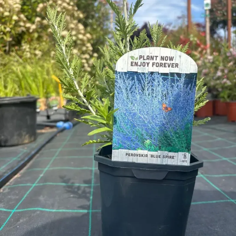 Salvie ruseasca Perovskia Blue Spire 40cm